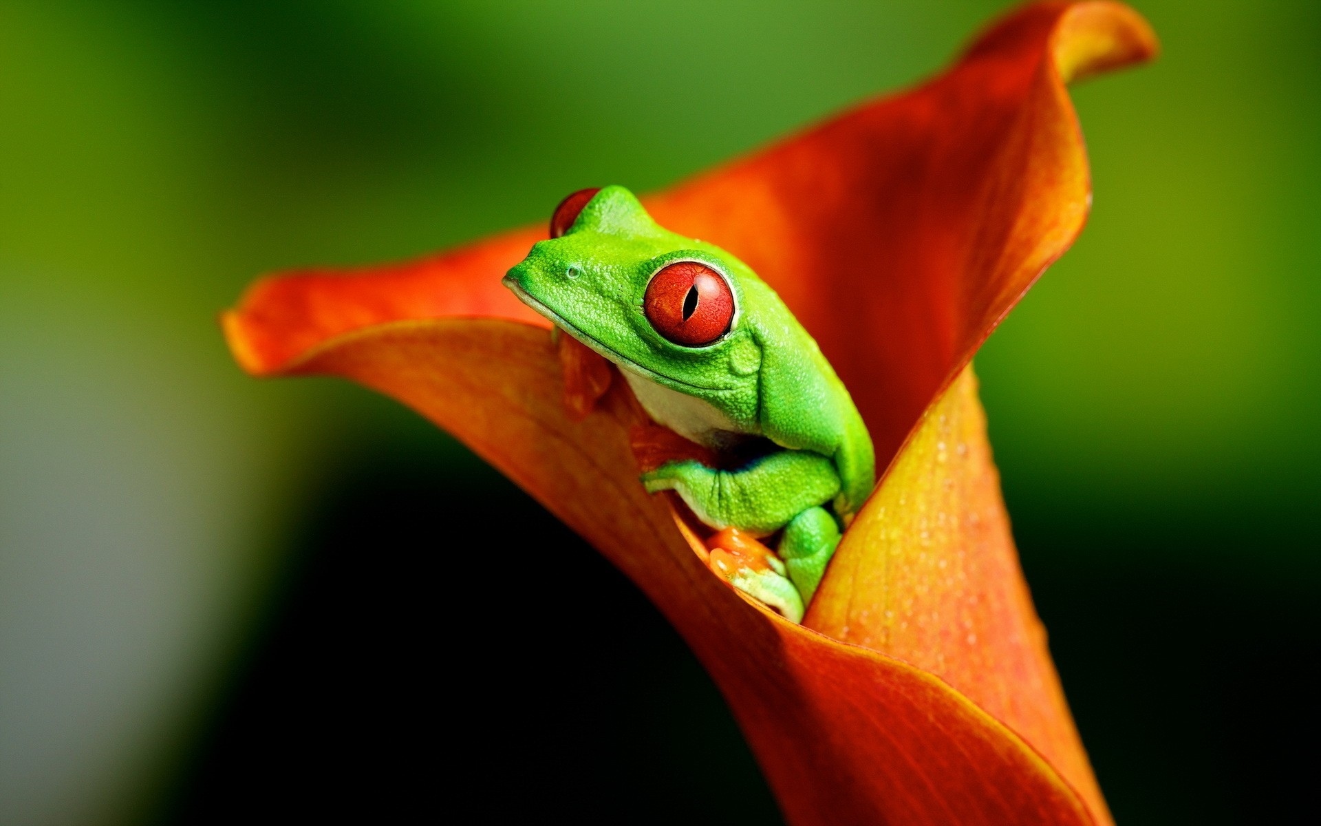Wallpaper frog flower tree frog Red eyed tree frog 1920x1200