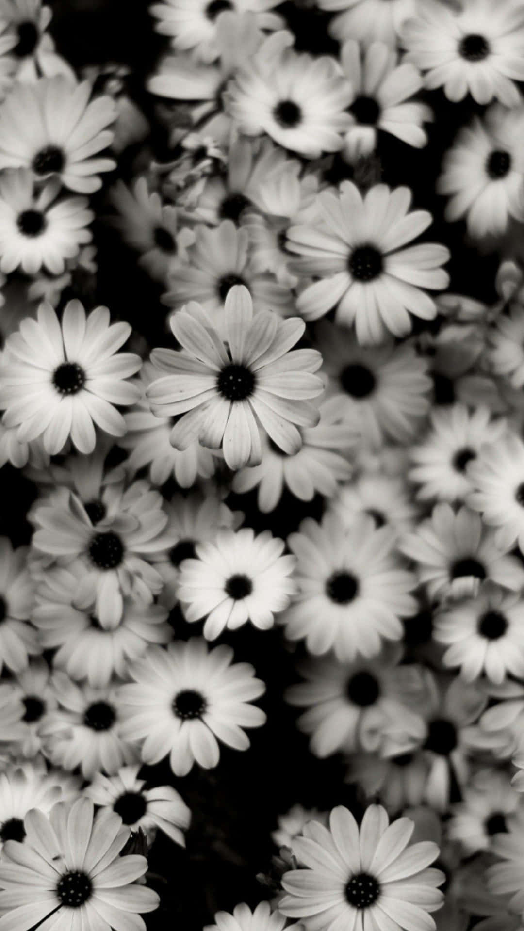 Aesthetic Daisy Wallpaper