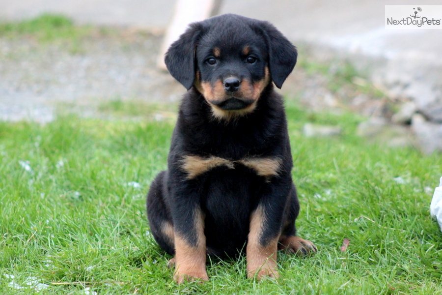 Related to Rottweilers Cats Dogs Wallpapers Download Popular