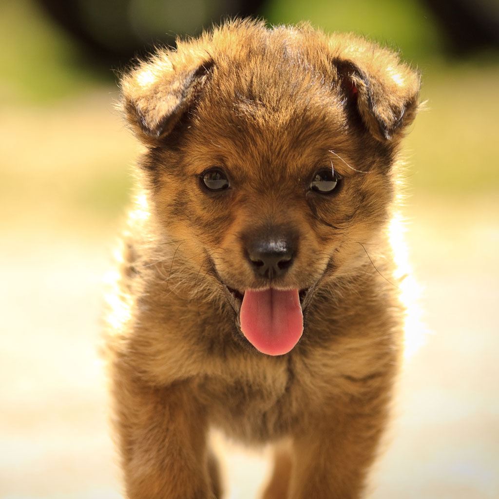 Lovely Puppy iPad Wallpaper