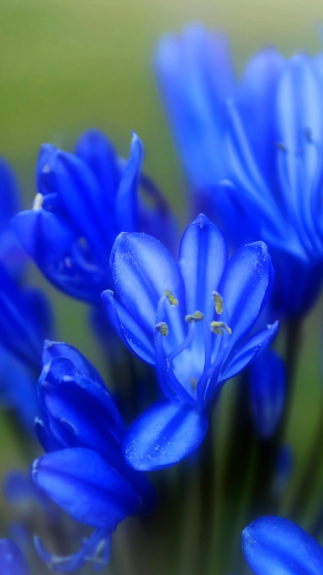 Blue Tulips Wallpaper   Free iPhone Wallpapers