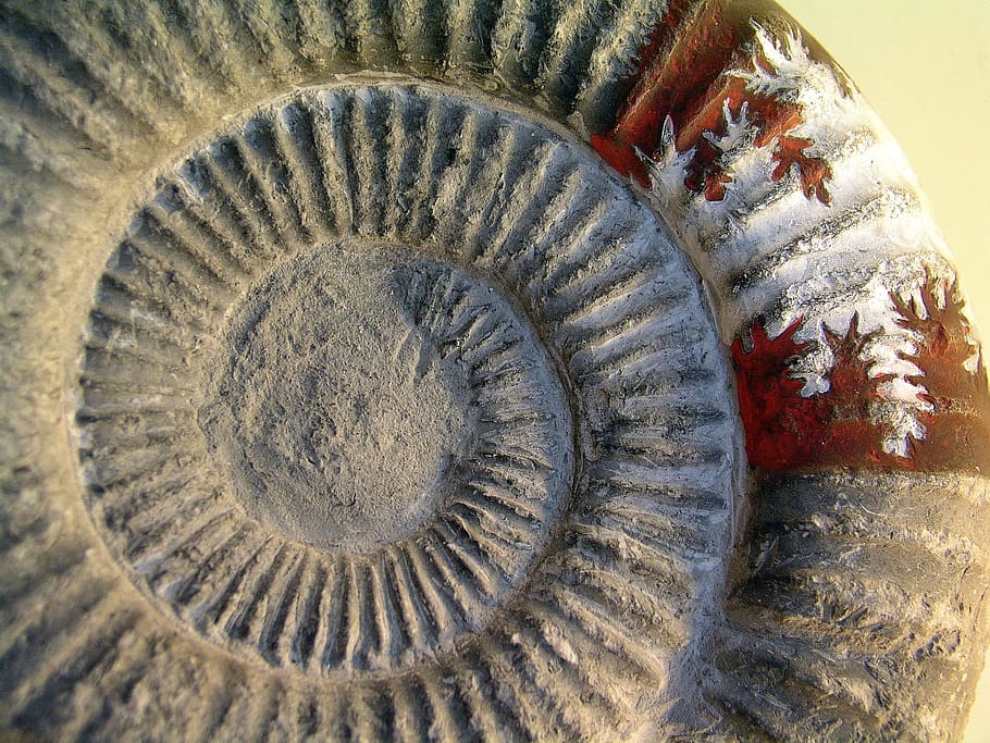 HD Wallpaper Fossil Ammonite Stone Texture Close Up Pattern