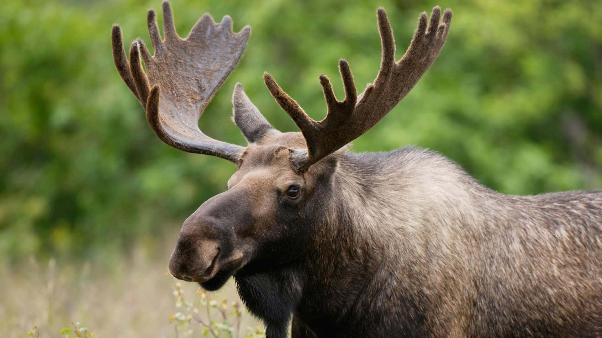 Moose Wallpaper