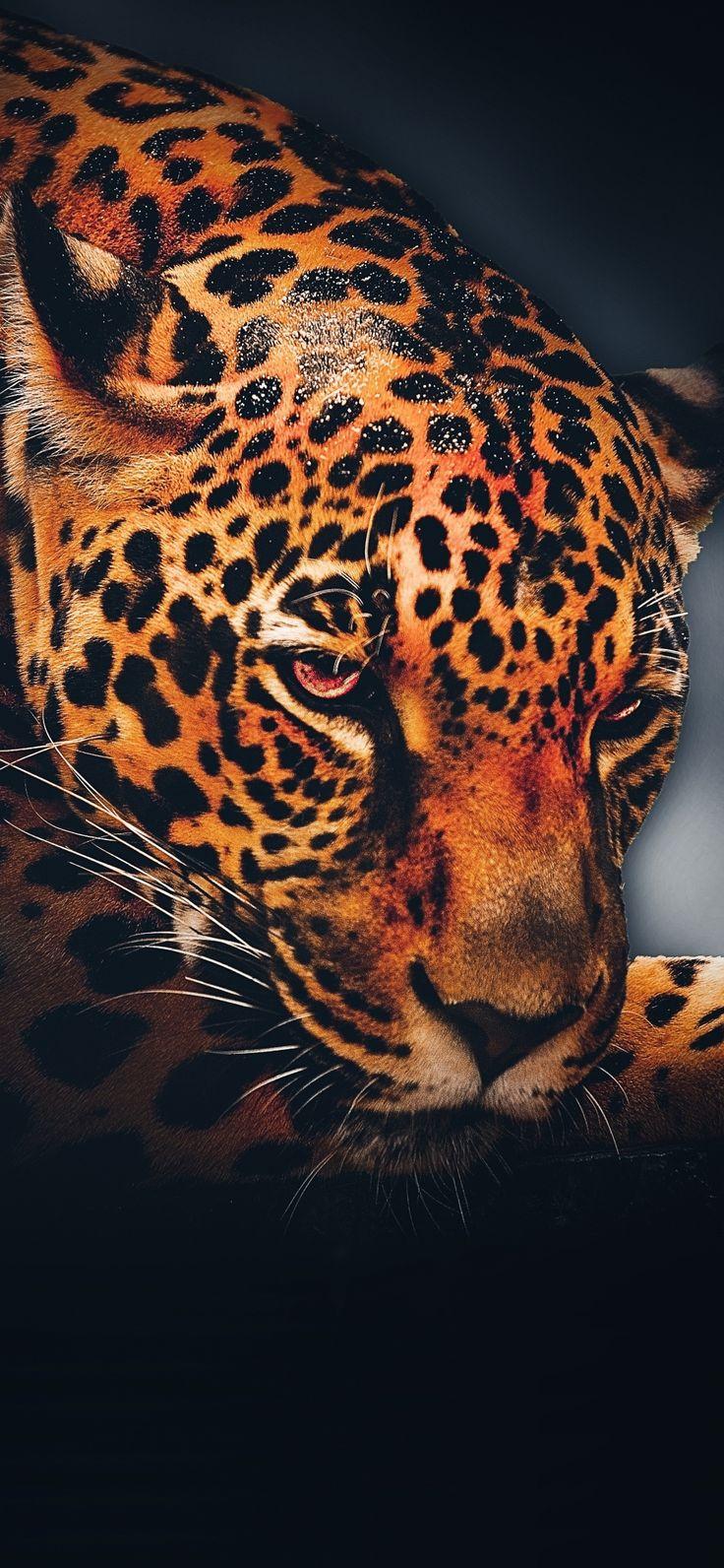 Leopard Animal Relaxed Portrait Wallpaper