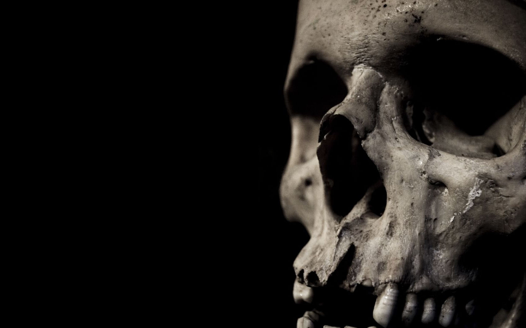 Download Artistic Skulls wallpaper skull close up