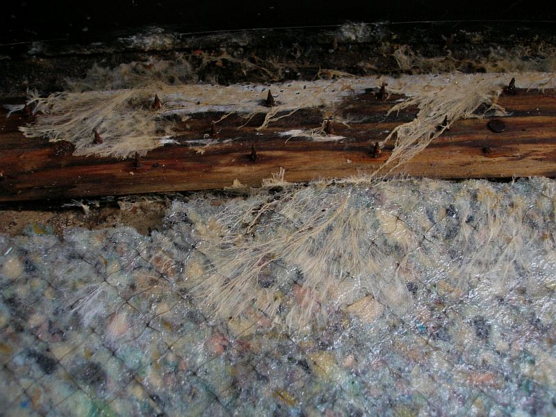 Mold Inspections And Hidden Problems