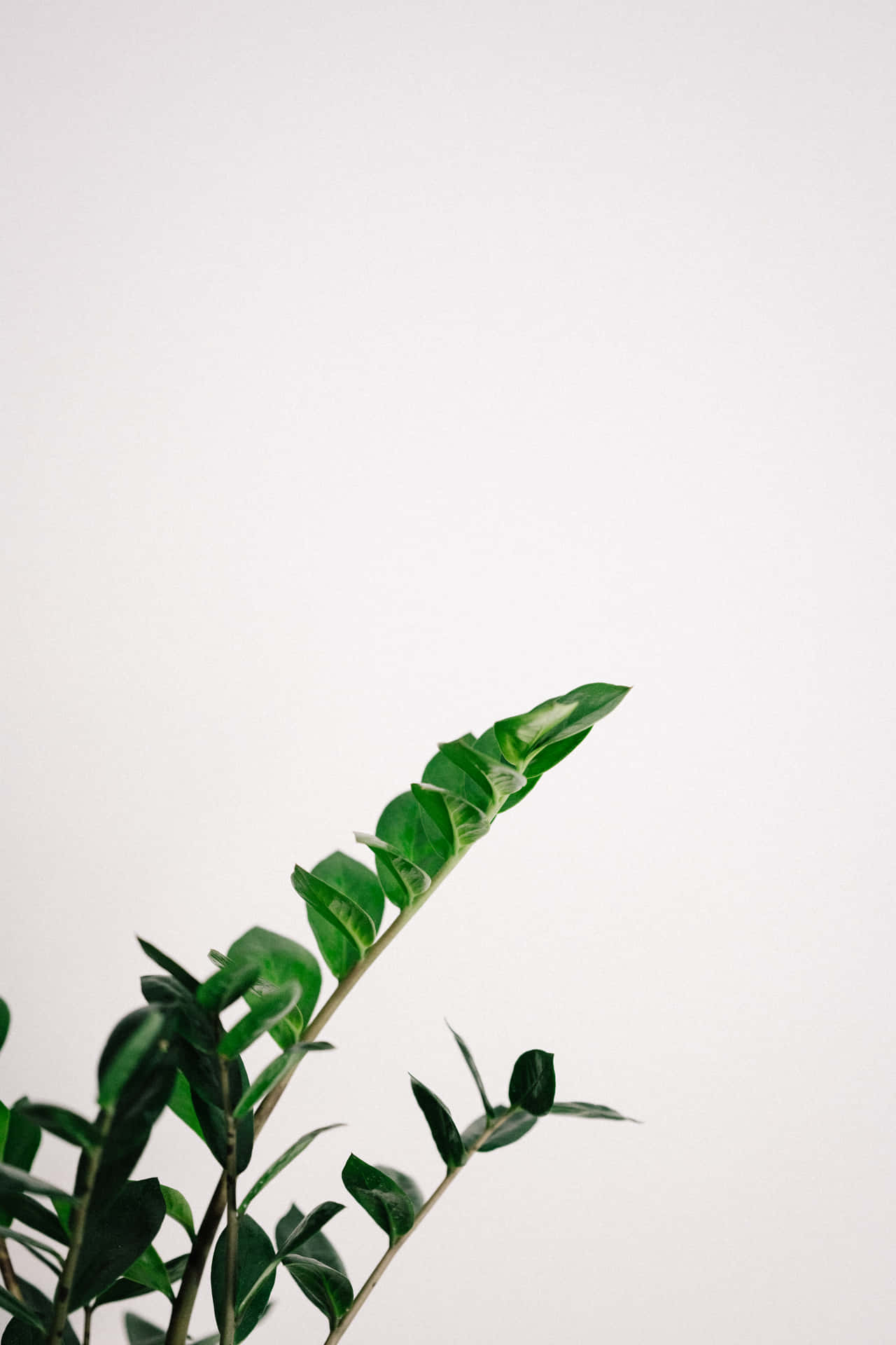 Plant Aesthetic Wallpaper