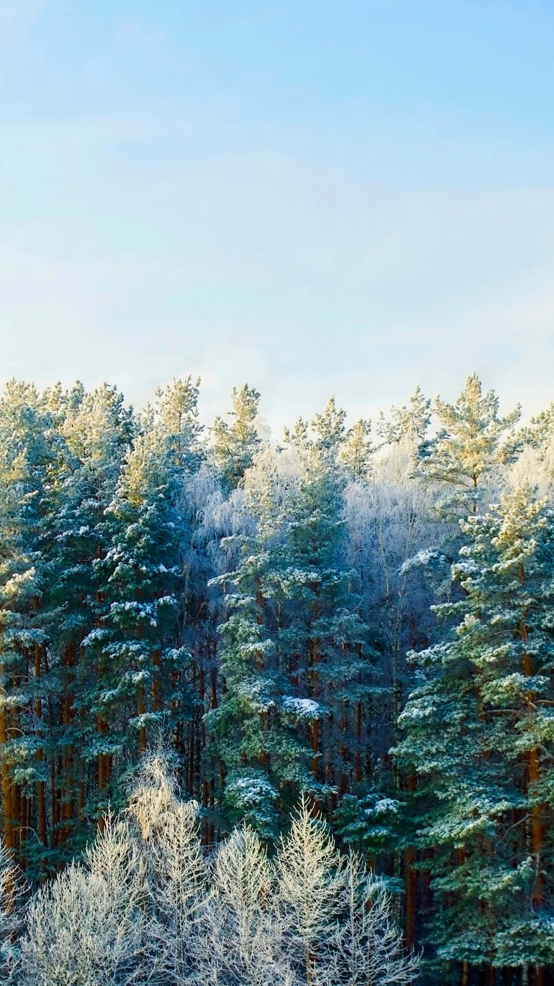 Winter Forest Phone Wallpaper