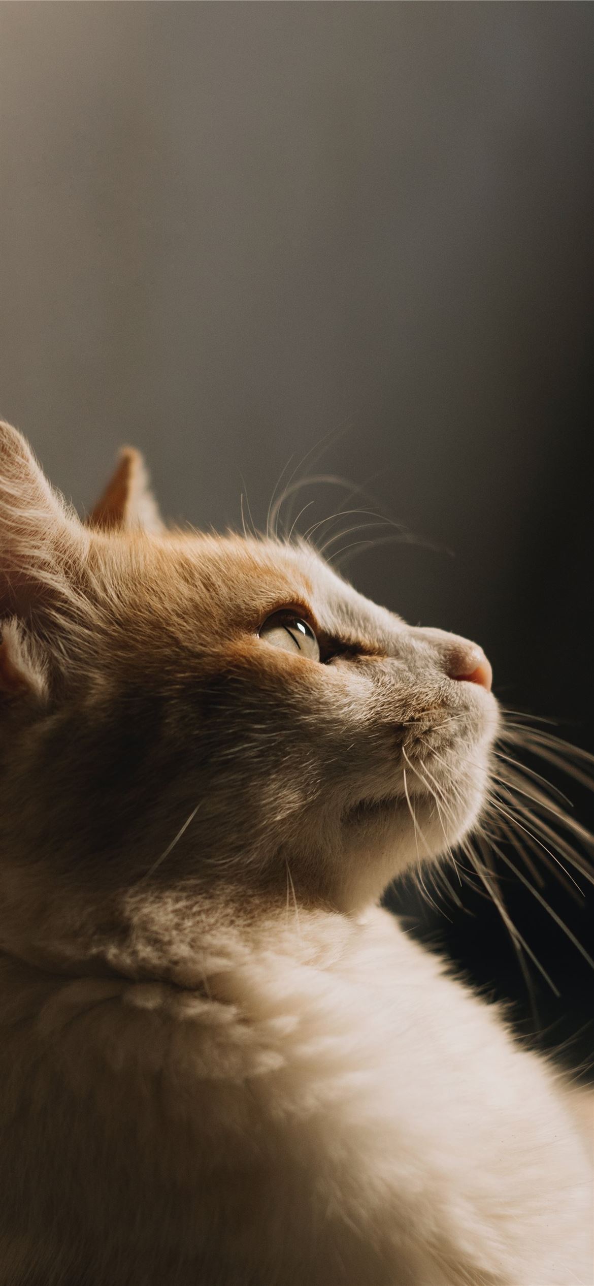 Close Of Cat iPhone Wallpaper