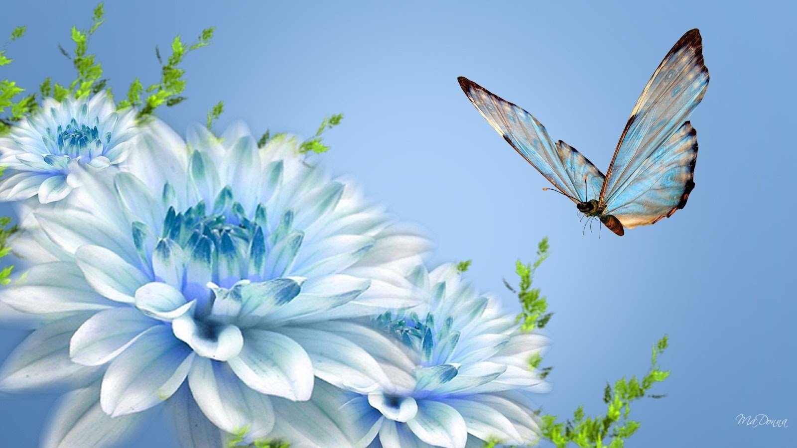 Mystery Wallpaper Blue Butterfly and Blue Flower