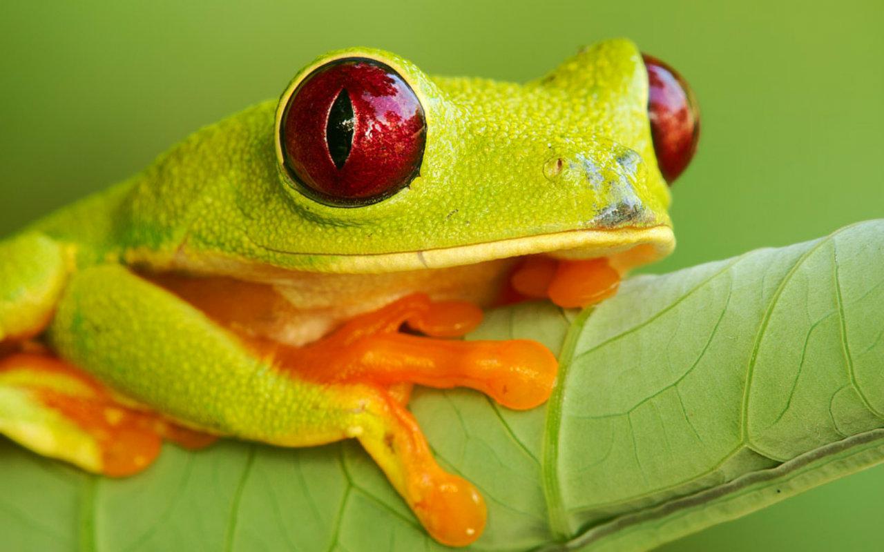 Cute frog High Quality and Resolution Wallpapers on