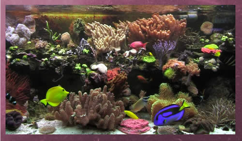 Screenshot Virtual Aquarium