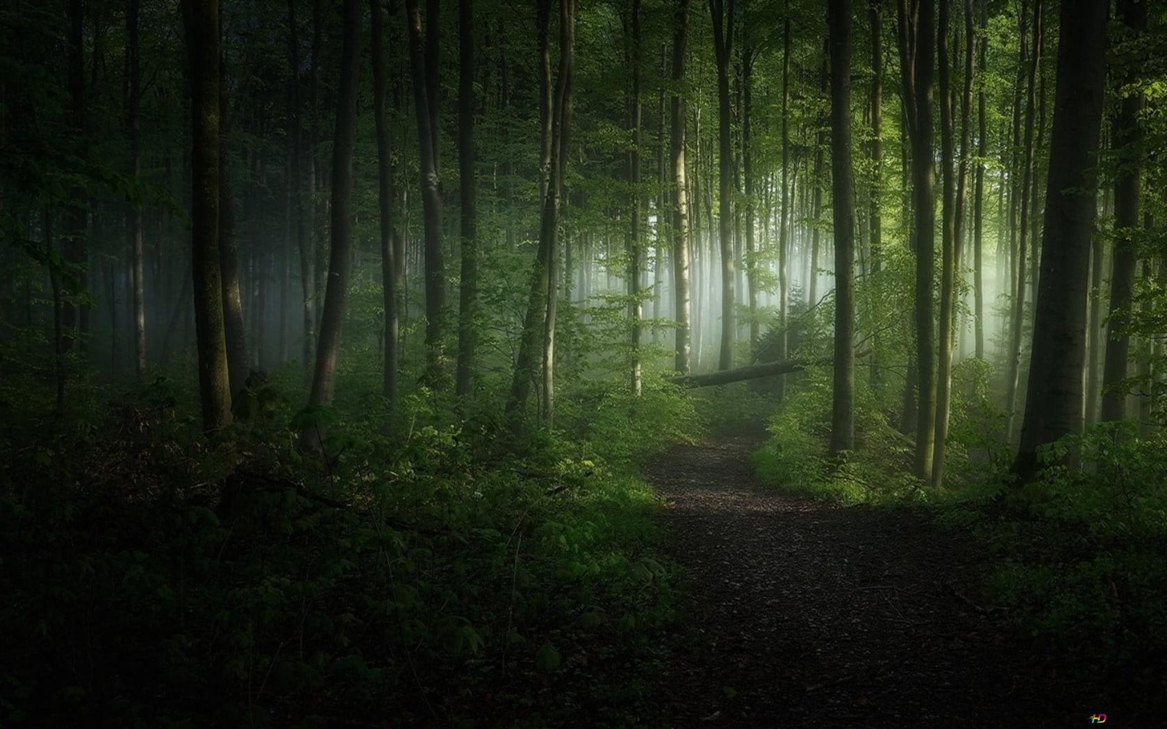 Dark Green Forest Background Wallpaper