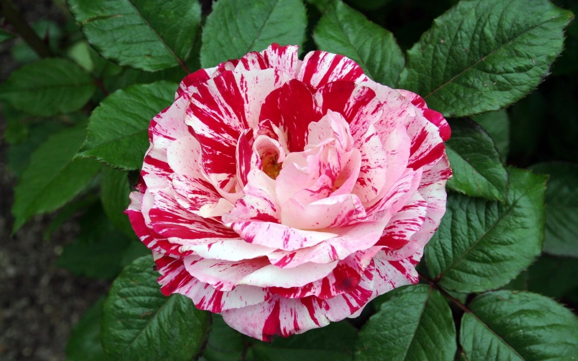 Rose Wallpaper