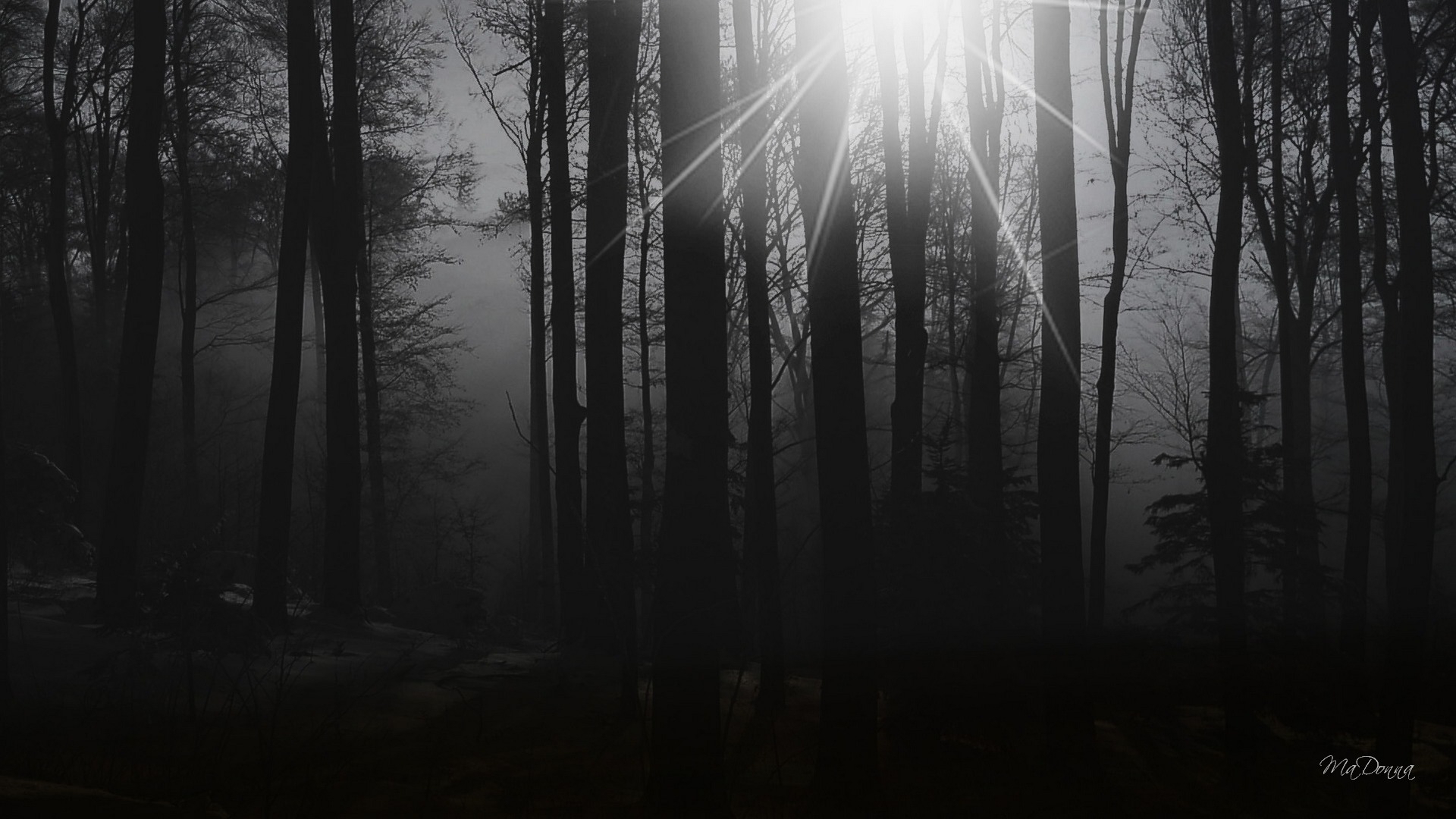 Wallpapers Download 1920x1080 dark forest Forest Morning Wallpaper