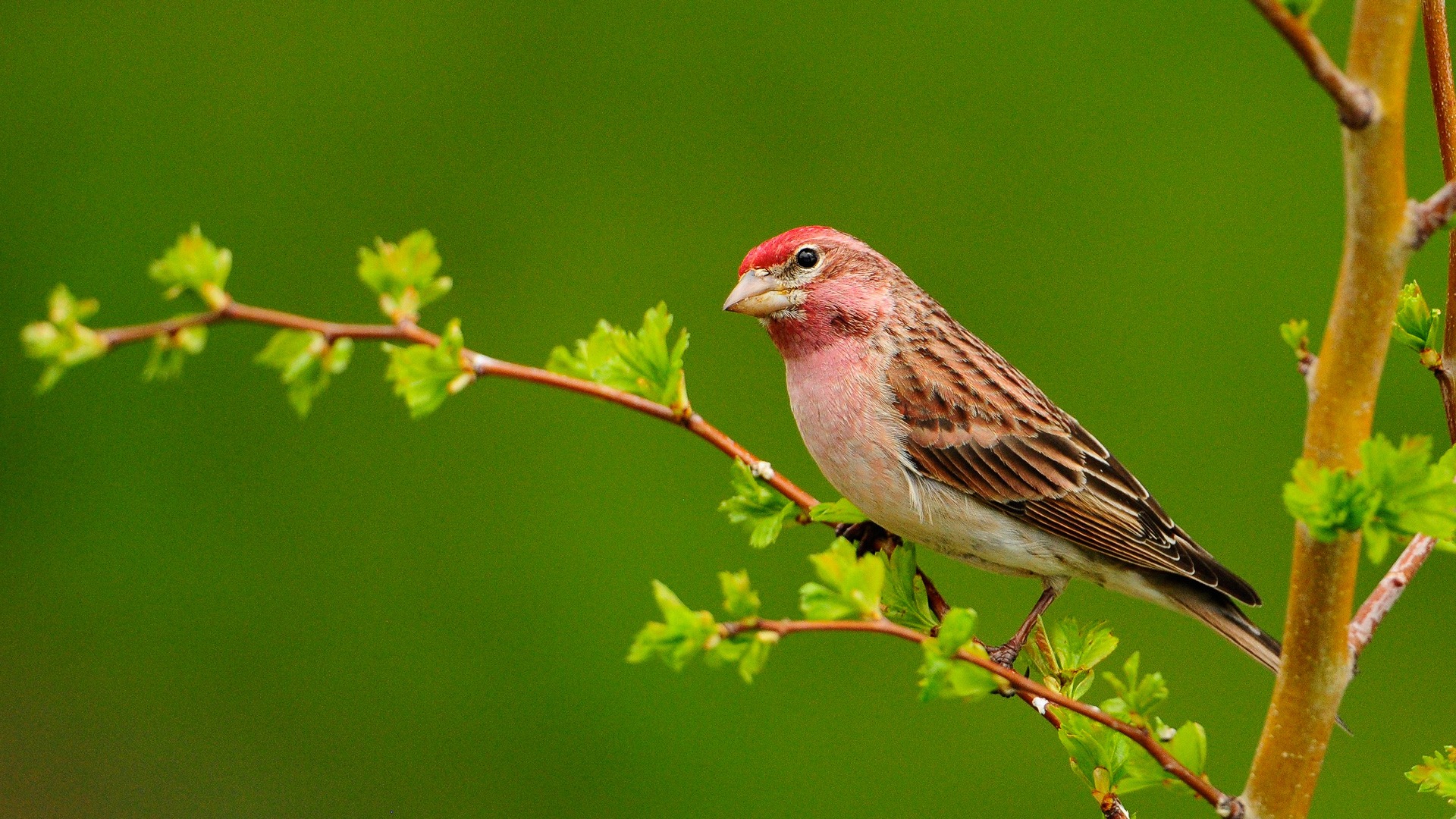 A Common Rosefinch perched on a branch with fresh green leaves, set against a blurred green background
