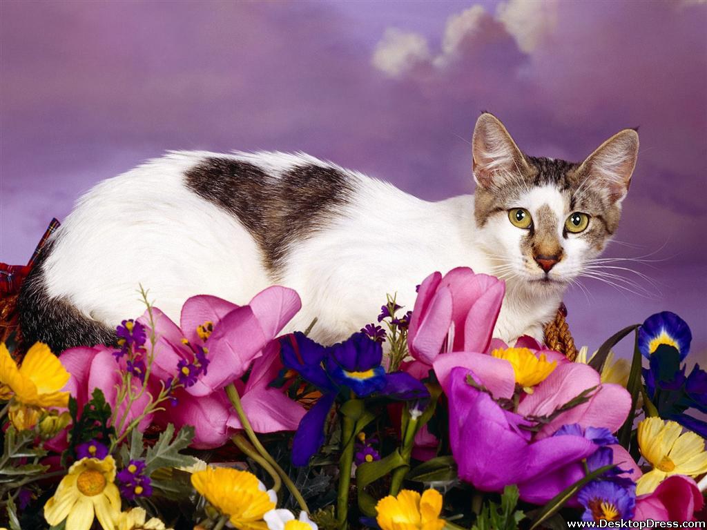 Desktop Wallpaper Animals Background Love Cat