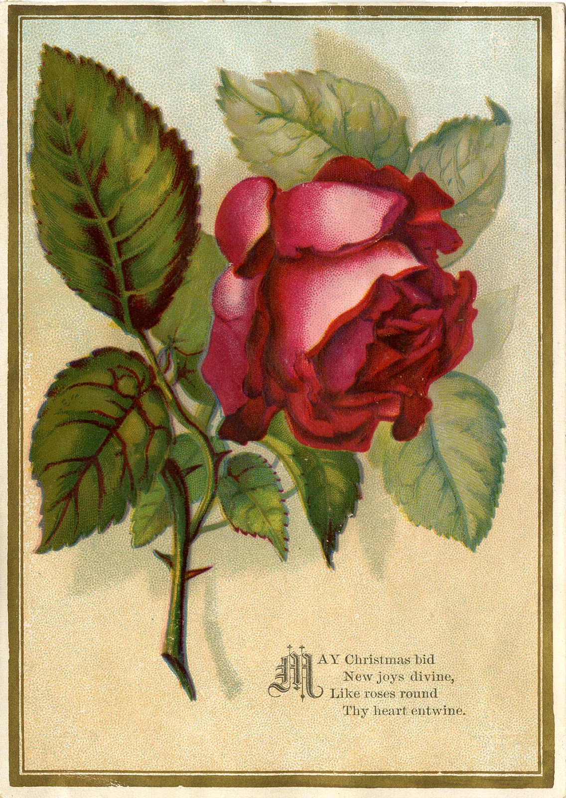 Victorian Image Beautiful Red Rose The Graphics Fairy