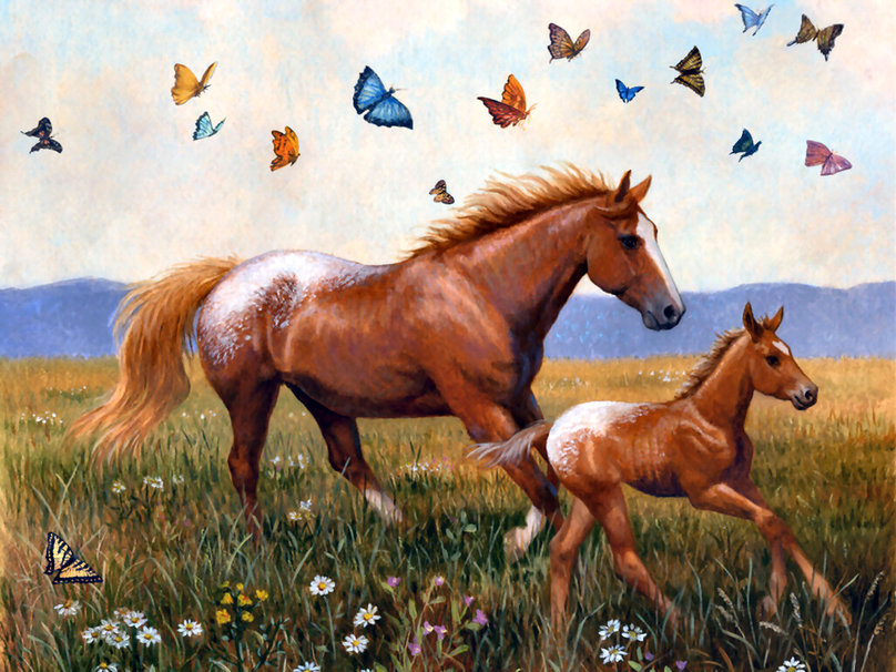 Appaloosas Racing Horses Wallpaper