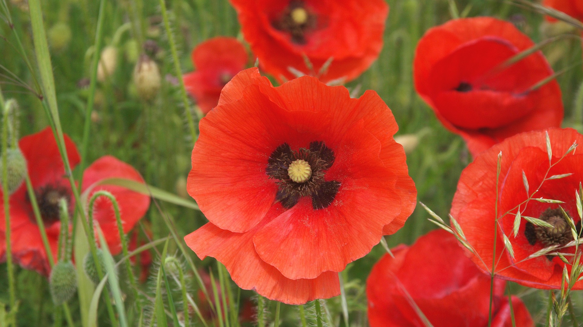 Red Poppies Wallpaper - WallpaperSafari