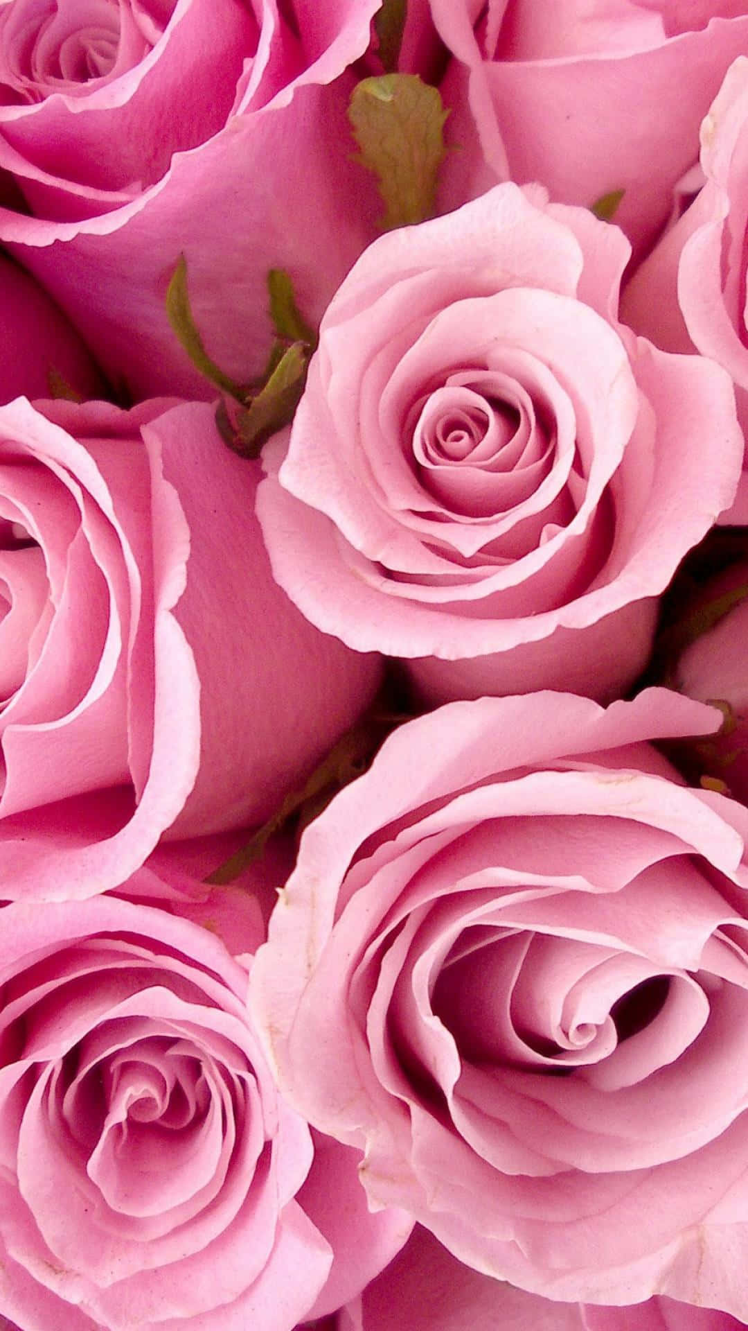 Pink Roses Photography iPhone Wallpaper