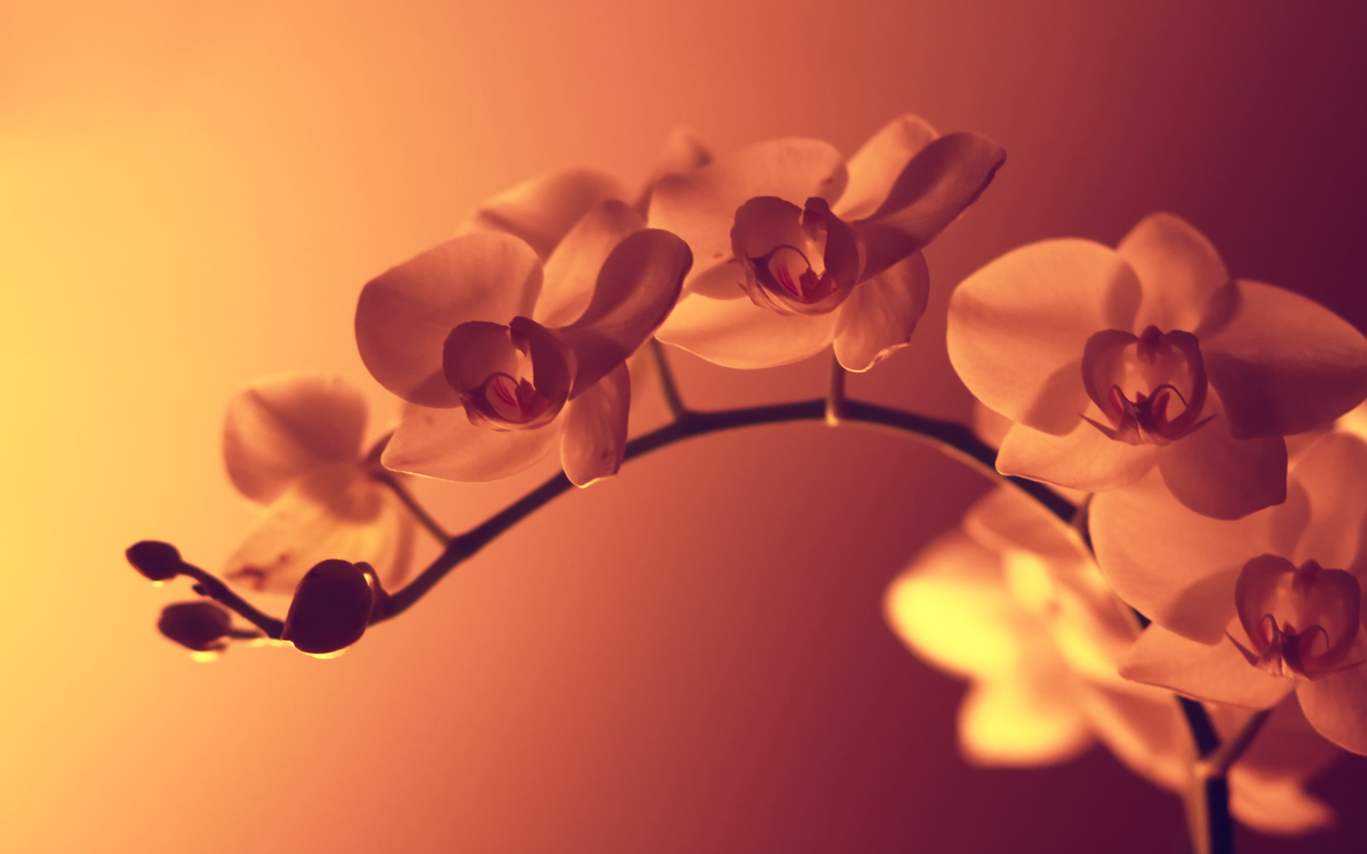 Orchids Wallpaper Desktop
