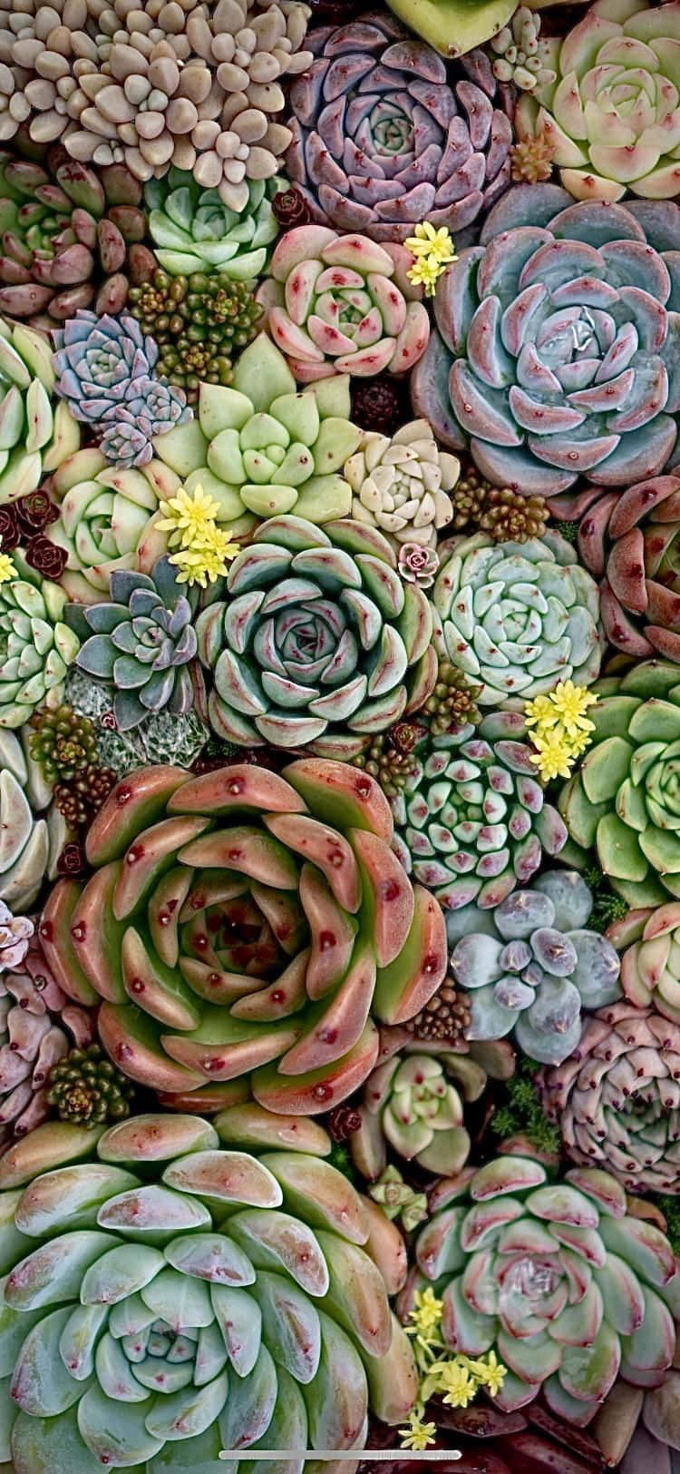 Various Colored Succulent iPhone Wallpaper