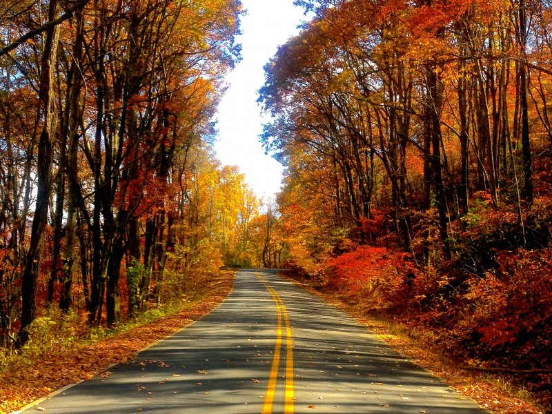 Autumn Road HD Wallpaper S