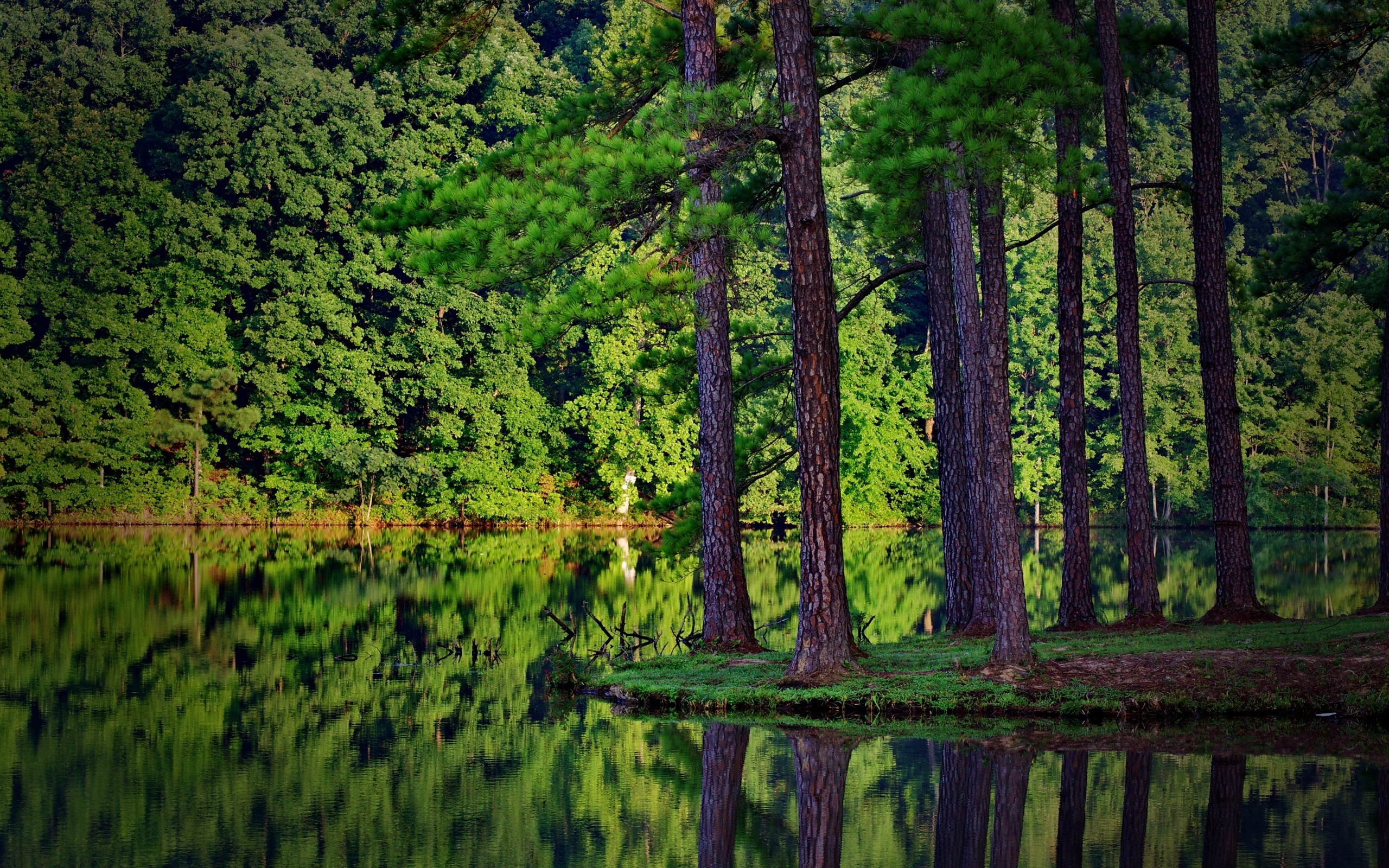 Wallpaper Forest Tree Lake Pine Reflection Beautiful Trees