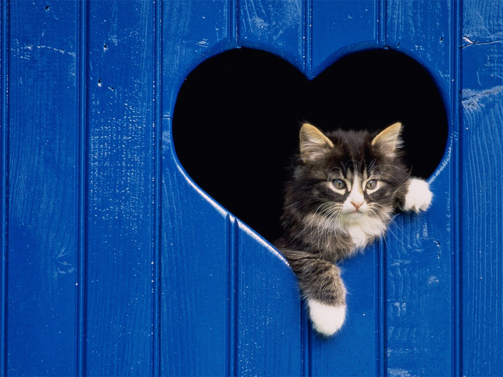 Cute Cat Wallpaper Baby