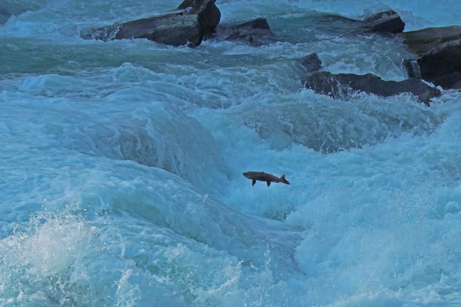 Rearguard Falls Flying Chinook Or King Salmon On Fraser River