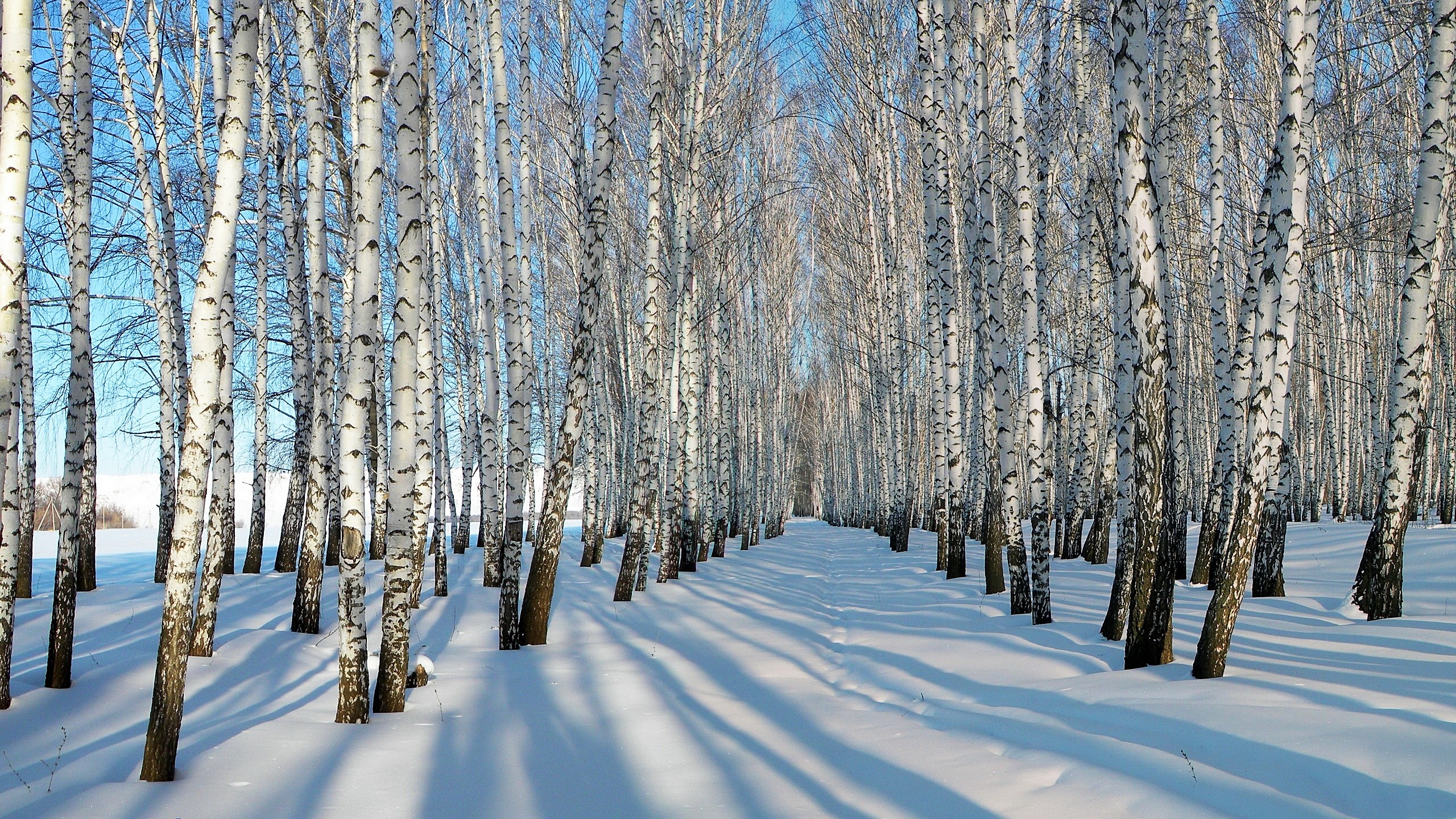 Winter Birch Trees Wallpaper