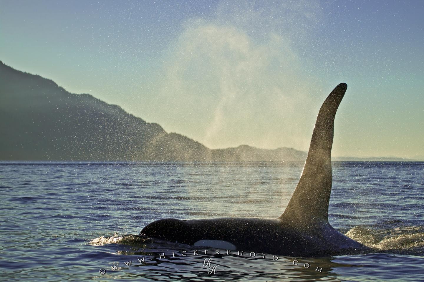 Puter Background A Large Male Orca Whale Aka Killer