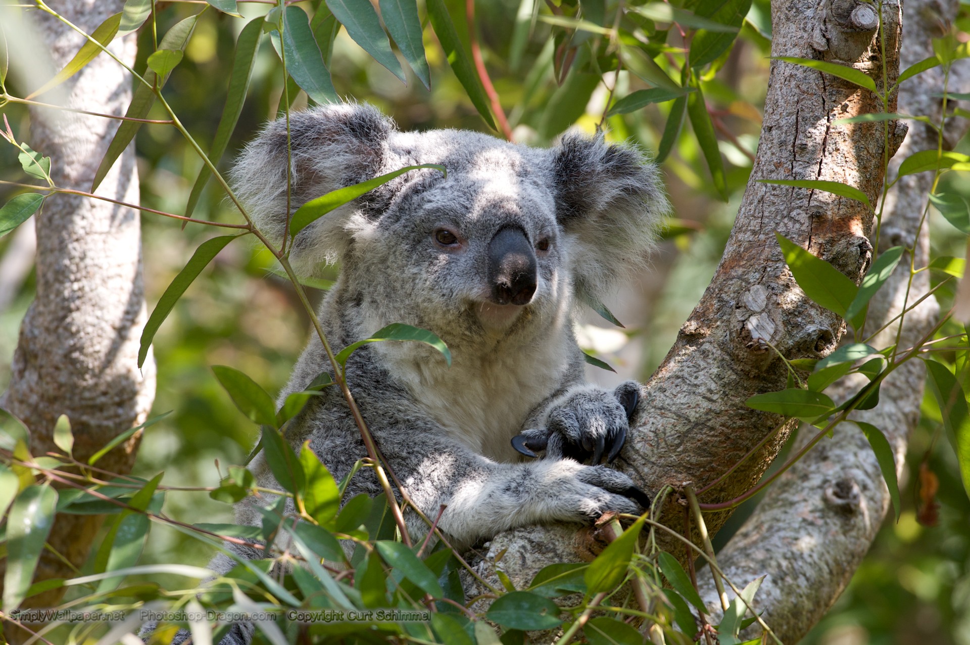 Url Simplywallpaper Desktop Koala Bear In A Tree Html