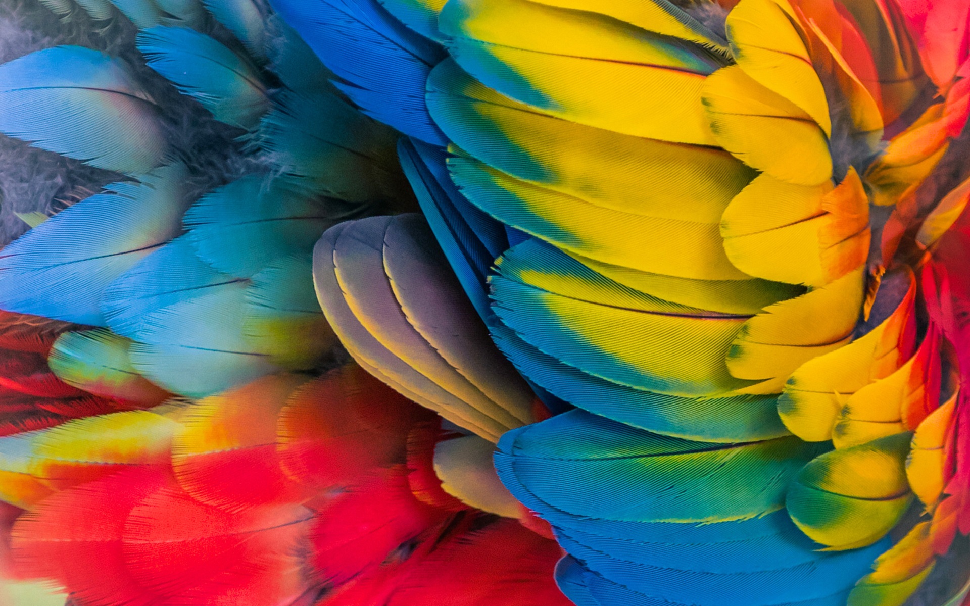 Wallpaper Parrot Colorful Feathers Close Up HD Picture