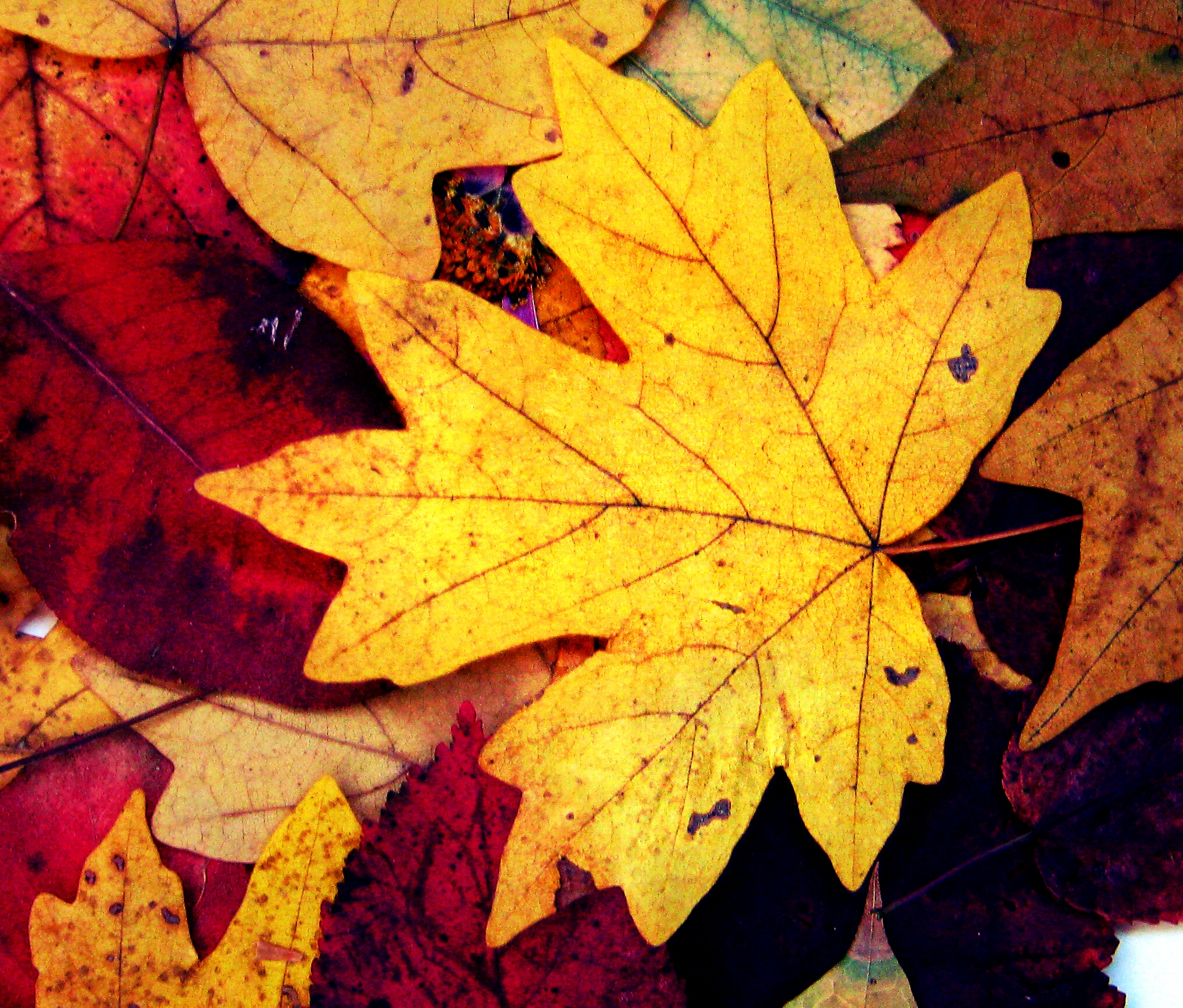 Autumn Leaves This is my autumn leaves of
