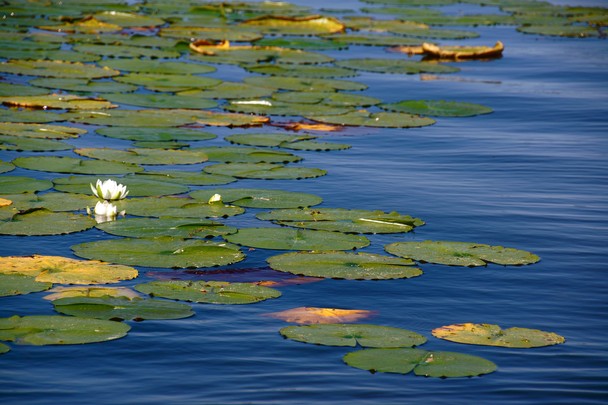 Lily Pads On A Lake In Northern Minnesota Location Crosslake Mn Usa