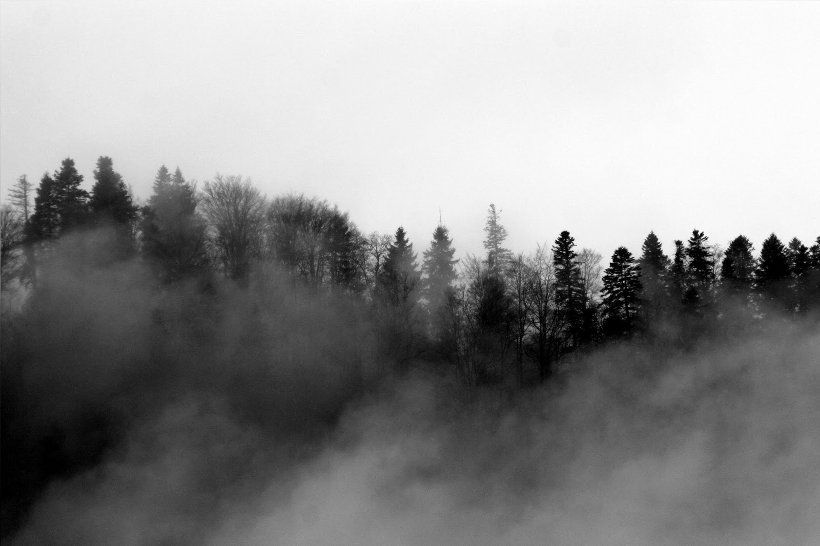 Foggy Forest HD Wallpaper Pulse