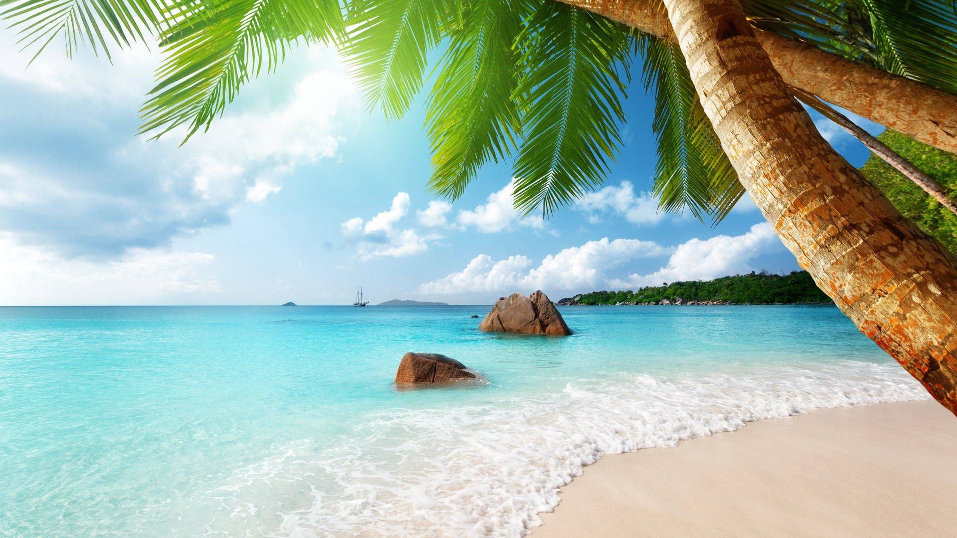 Palm Tree Beach Wallpaper
