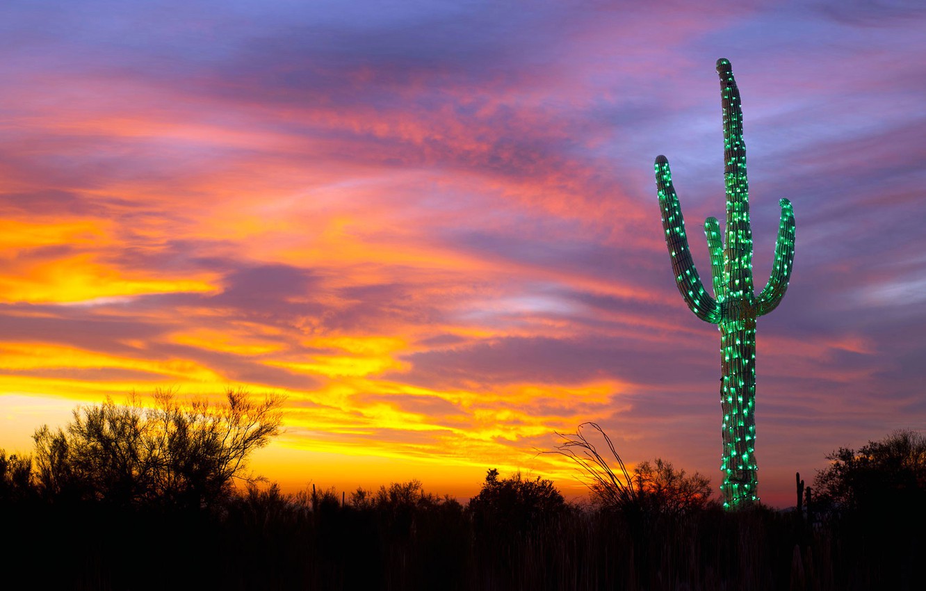 Wallpaper Lights Cactus Christmas Az Usa Garland Saguaro
