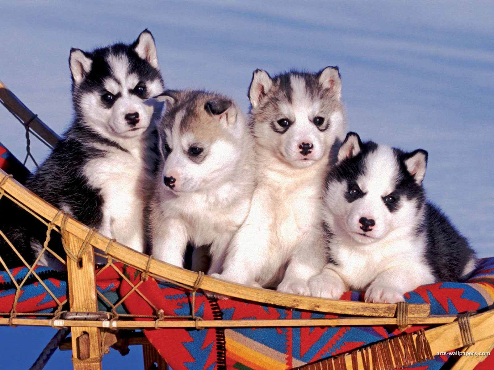 Husky Puppies Wallpaper Poster Art Print Desktop