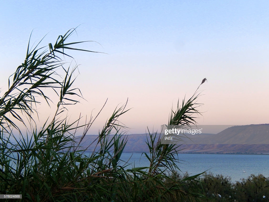Reeds At The Sea Of Galillee Yam Kinneret Stock Photo Getty Image