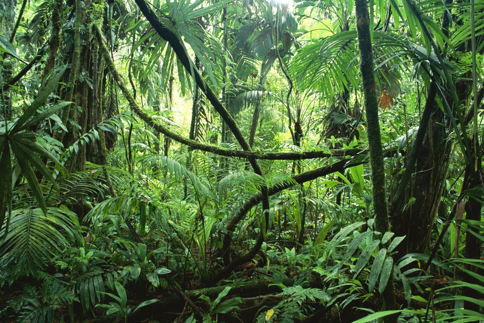 High Resolution Jungle Forest Wallpaper HD Nature