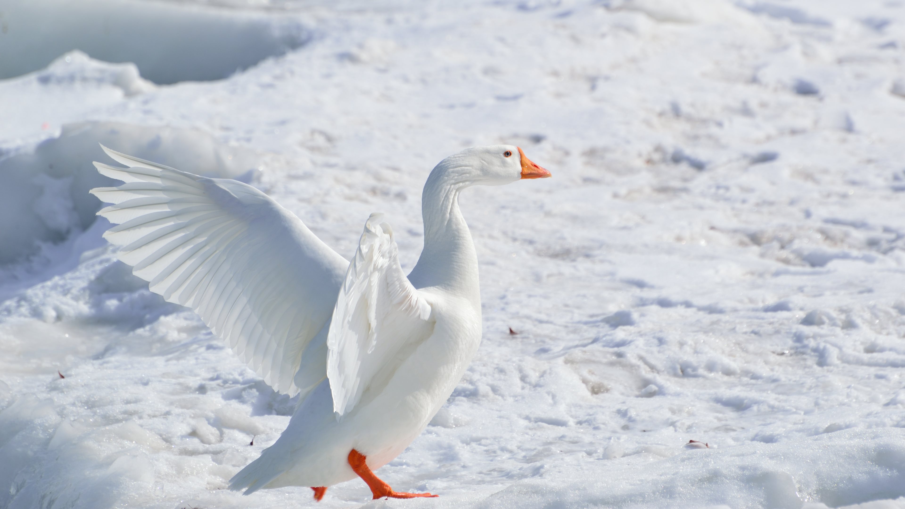 Animal Goose White Bird Snow Wallpaper
