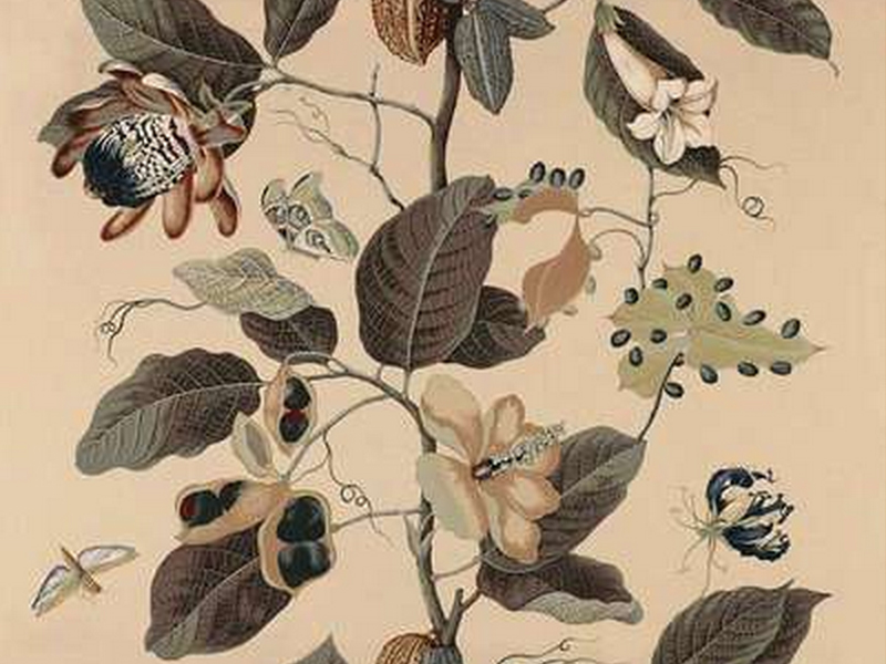 Printed Fabric Nakai Boussac Collection By Pierre Frey