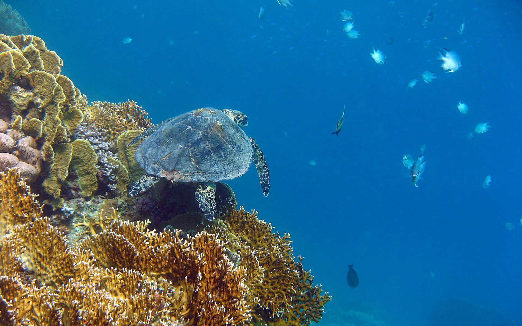 Sea Turtle HD Wallpaper Background
