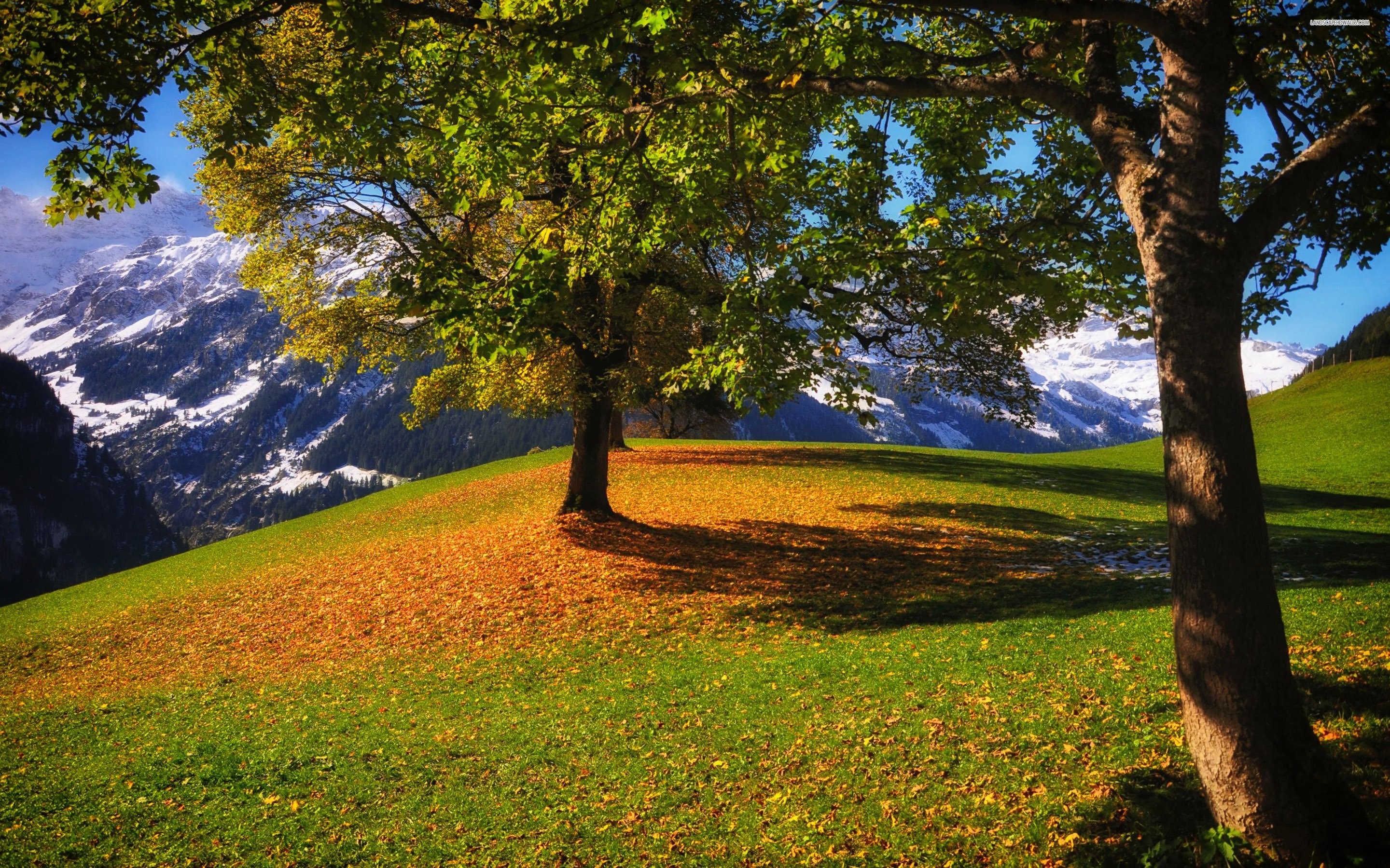 Early Fall Desktop Wallpaper