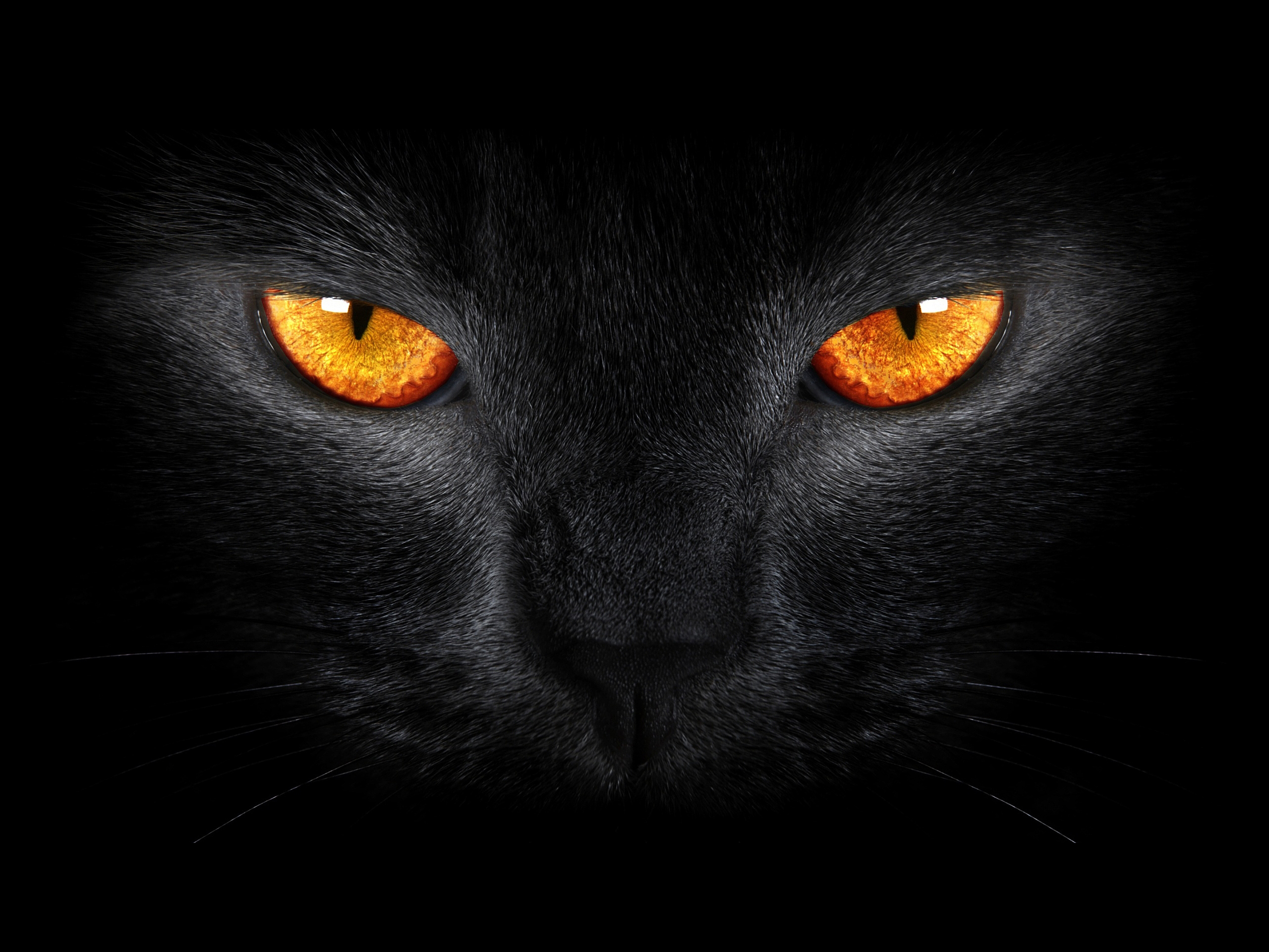 Black Cat S Eyes HD Wallpaper Background Image Id