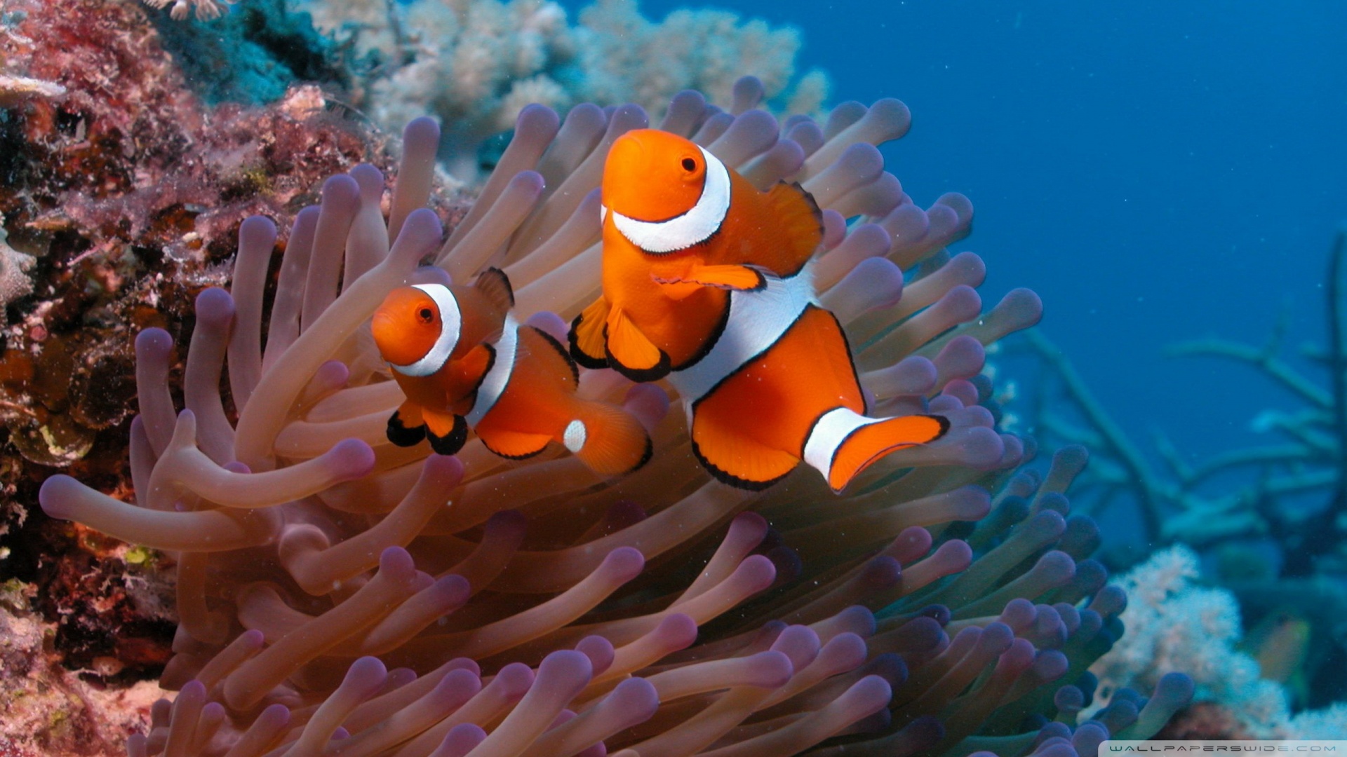 And Sea Anemone Wallpaper Clownfish