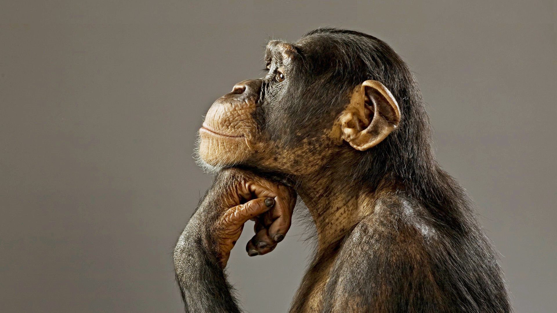 Chimpanzee Wallpaper And Background Image